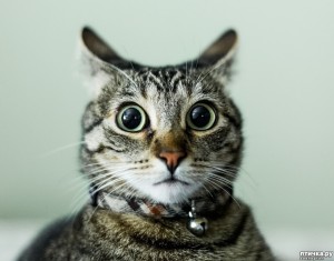Create meme: cat muzzle, cat, surprised kitty