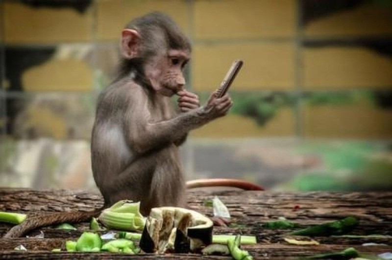 Create meme: monkeys , patas the monkey, a monkey with a phone