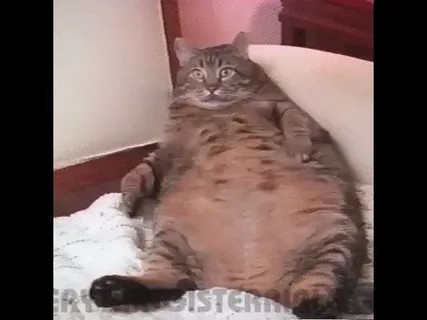 Создать мем: жирный кот, толстые котики, толстый котик