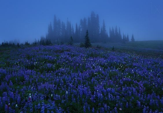 Create meme: mountains nature , summer landscape, olympic national park meadows mountains flowers glade