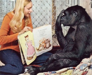 Create meme: chimpanzees, monkey, the gorilla Koko in childhood