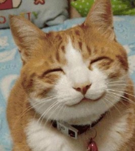 Создать мем: улыбающиеся коты, улыбающаяся кошка, мем улыбающийся кот