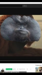 Создать мем: морда обезьяны фото, орангутан портрет, орангутан суматранский картинки