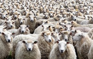 Создать мем: стадо овец, американские овцы, животноводство овцы