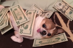 Создать мем: собака, собака экономит деньги, собака с деньгами мем