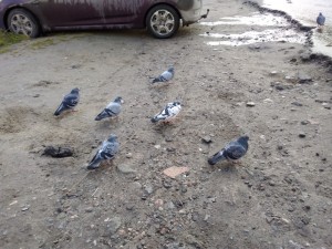 Создать мем: ряд из голубей, голуби во дворе, толпа голубей