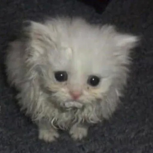 Create meme: poor kittens, abandoned kitten, pathetic cat