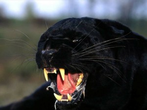 Create meme: black Jaguar, Panther