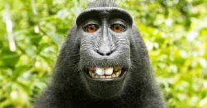 Create meme: monkey, monkey, macaque monkey