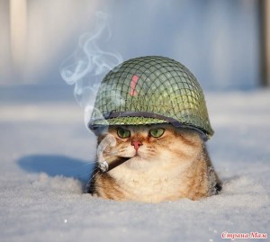 Создать мем: кот, Кошка, военные коты картинки