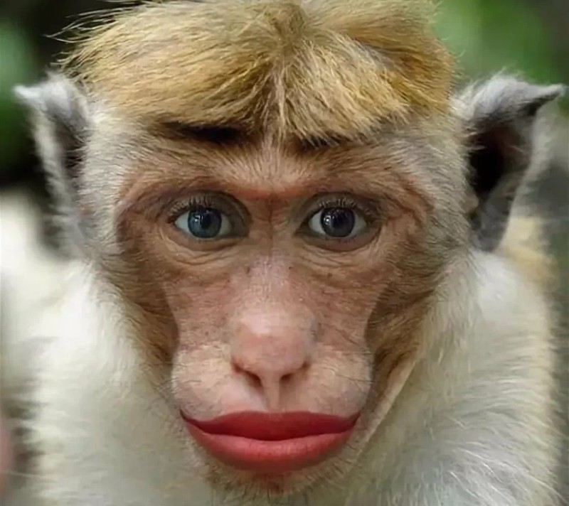 Create meme: the monkey meme, monkey with red lips, funny monkey