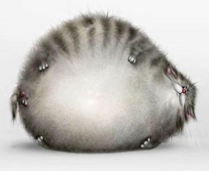 Create meme: overeat, sushi cat, cat ball