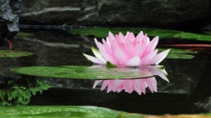 Create meme: Xu masuku admiring the Lotus flowers, Lotus flower history, nymphea photo