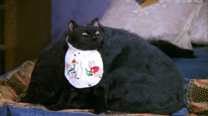 Create meme: Sabrina's cat Salem, Salem the cat memes, cat Salem is thick