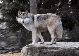 Создать мем: кенайский волк canis lupus alces, волк, волк сибирский