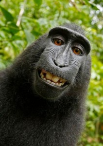 Create meme: maymun, bibizyana!, monkey