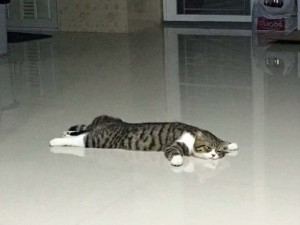 Create meme: cats, Bengal cat, lazy cat