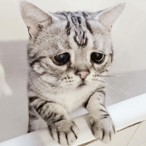 Создать мем: милые котики смешные, самый грустный кот, грустная кошка