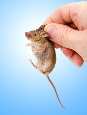 Create meme: house mouse, mouse, computer mouse 