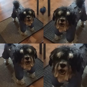 Create meme: dog Schnauzer