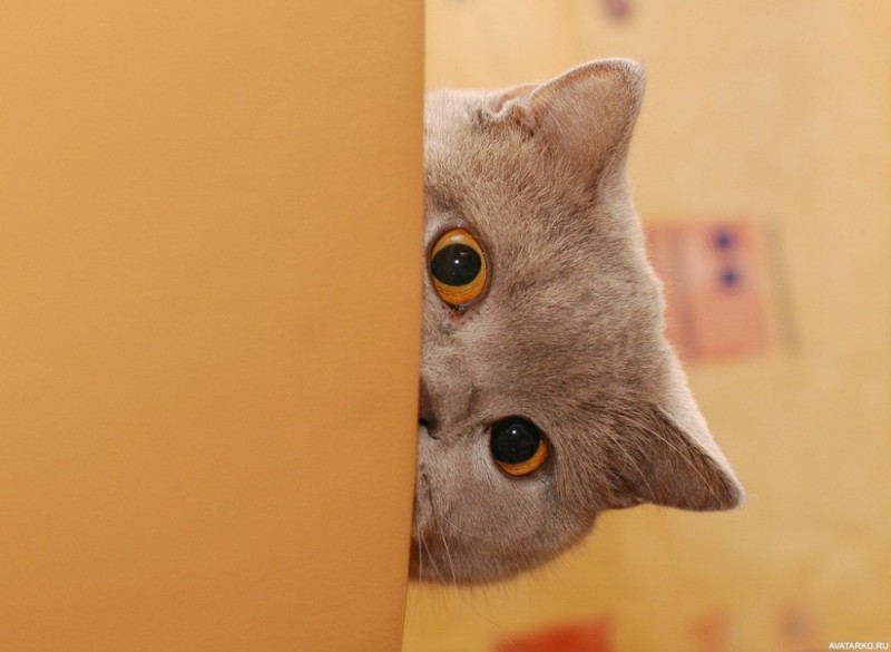 Create meme: cat Peeps , surprise cat, koo koo cat