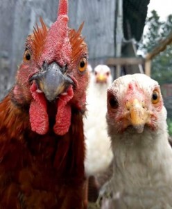 Create meme: rooster, chicken selfie, chicken yet