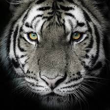 Create meme: tiger on black background, tiger avatar for watsup, tiger face BW