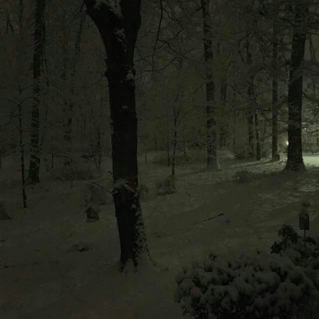 Create meme: forest snow , in the winter forest, the landscape is gloomy