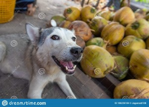 Создать мем: собака сибирская хаски, собаки крупные, аляскинский хаски