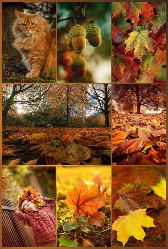 Create meme: autumn , autumn collage, autumn collage