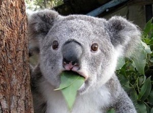 Create meme: Koala bear, koala, koalas
