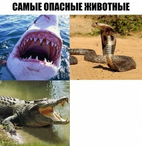 Create meme: dangerous crocodiles, the most dangerous creatures meme, the most dangerous animals meme blank