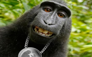 Create meme: the monkey is smiling, macaque monkey