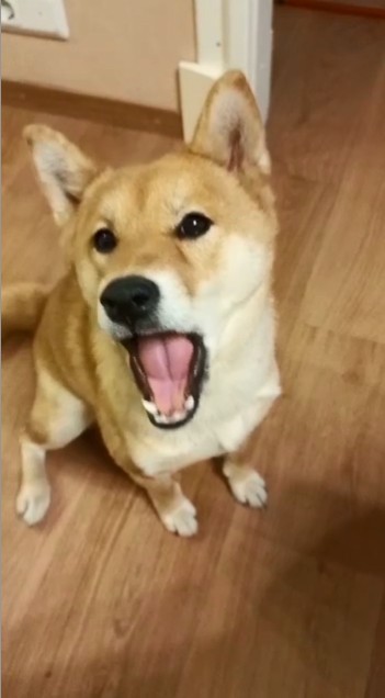 Create meme: shiba inu, dog breeds Shiba inu, shiba inu dog