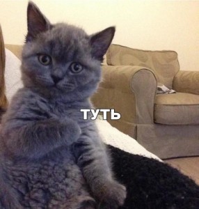 Создать мем: туть, туть мем, кот туть