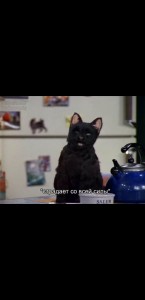 Create meme: cat SEL, the cat Salem, cat seylem