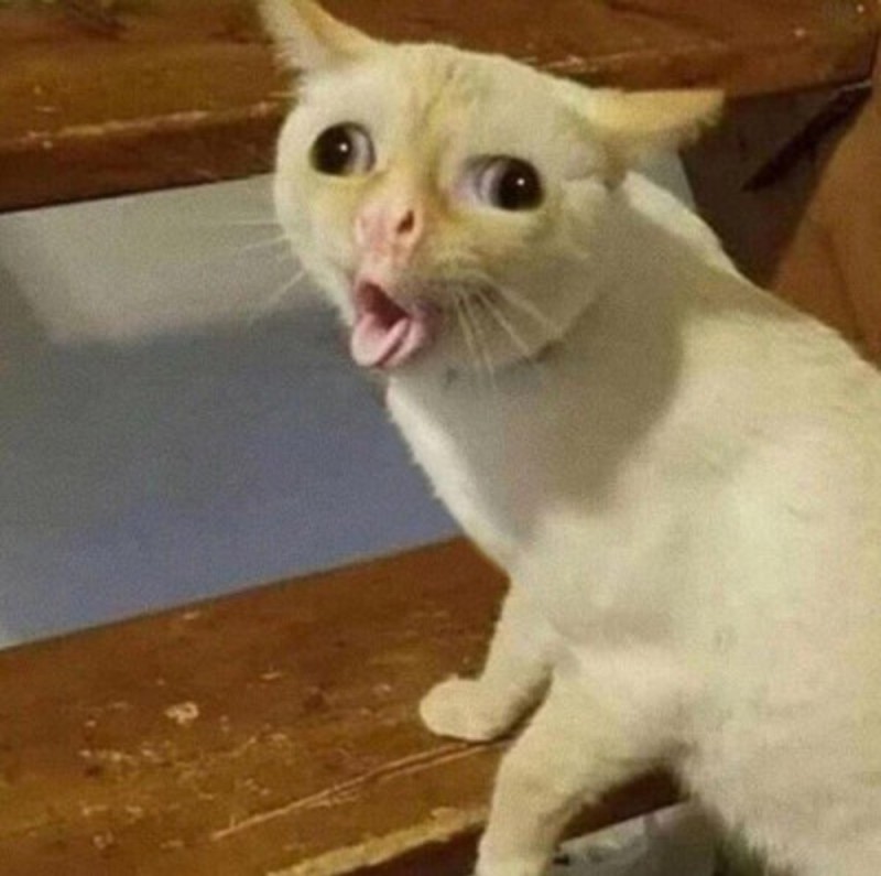 Create meme: cat with open mouth meme, cat , the cat from the meme