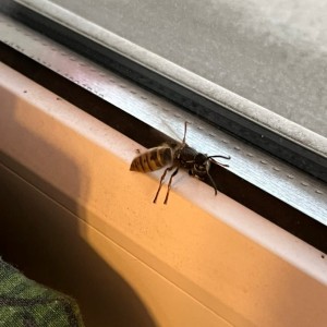 Create meme: hornet ordinary, bee