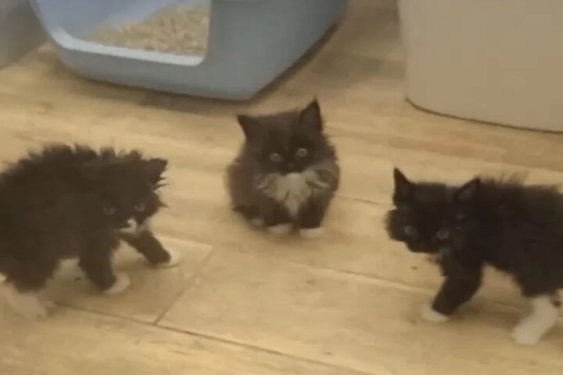 Create meme: three kittens, surprised kitty , black fluffy kitten