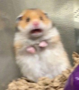 Create meme: a scared hamster, hamsters, hamster meme