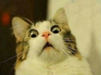 Create meme: cat meme , cat in shock, the surprised cat meme