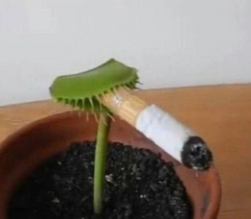 Создать мем: venus fly trap, растение венерина мухоловка, курящая венерина мухоловка