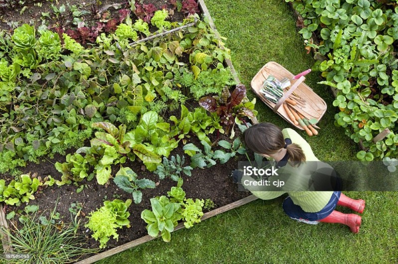 Создать мем: lawn garden care, огородик, огород сад