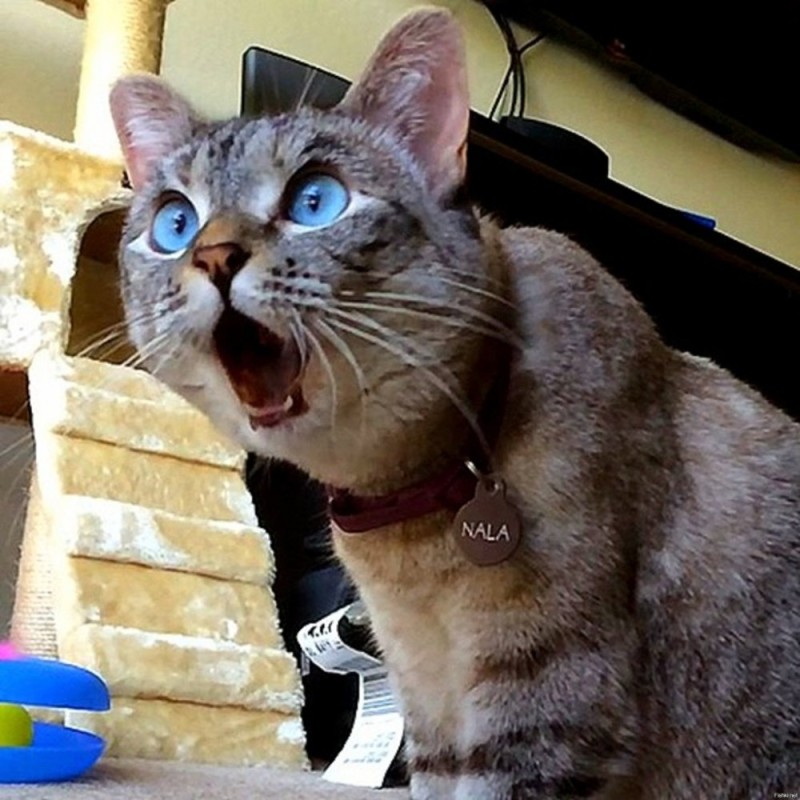 Create meme: the surprised cat , awesome cat, a cat in shock