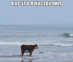 Create meme: cow by the sea, a meme with a cow by the sea, cow on the seashore