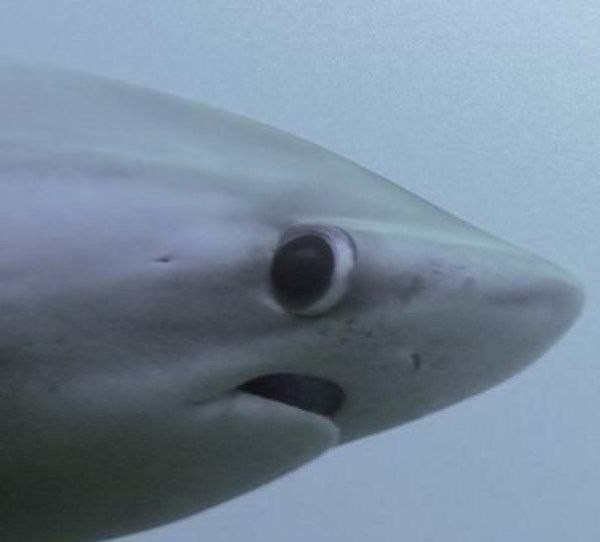 Create meme: The surprised shark, shark meme, The stoned shark