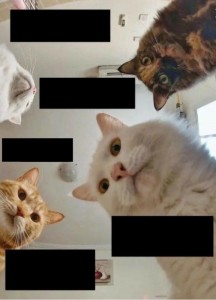 Создать мем: смешные котики, новый мем с котом, мем котик