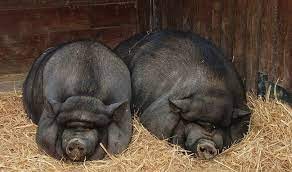 Create meme: the breed of pigs is Vietnamese lop - bellied, Vietnamese pot-bellied pig, vietnamese breed of pigs