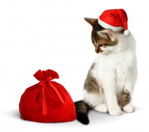 Создать мем: merry christmas кошки, christmas cat, новый год кошки