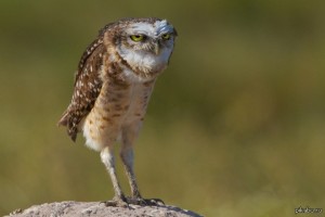 Create meme: owls, owl, funny owls